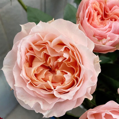 Georgia Peach Netherlands Florist Shrub Rose