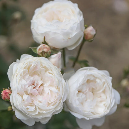 Glamis Castle English Florist Shrub Rose