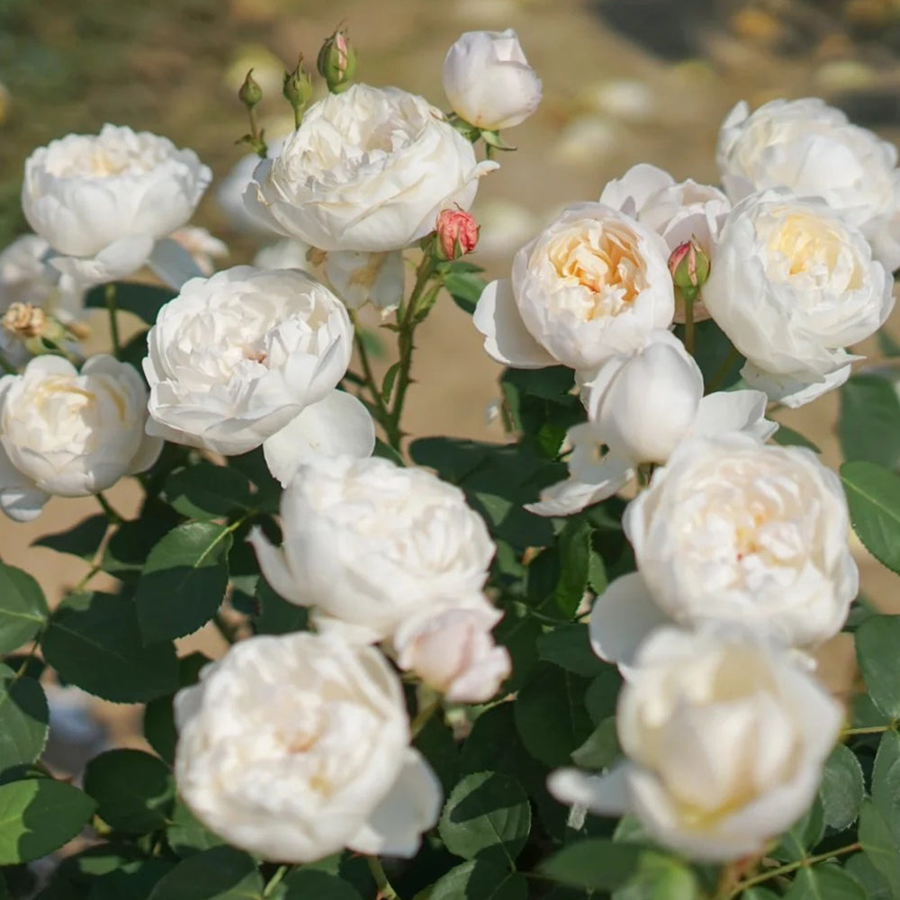 Glamis Castle English Florist Shrub Rose