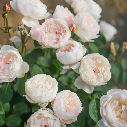 Glamis Castle English Florist Shrub Rose