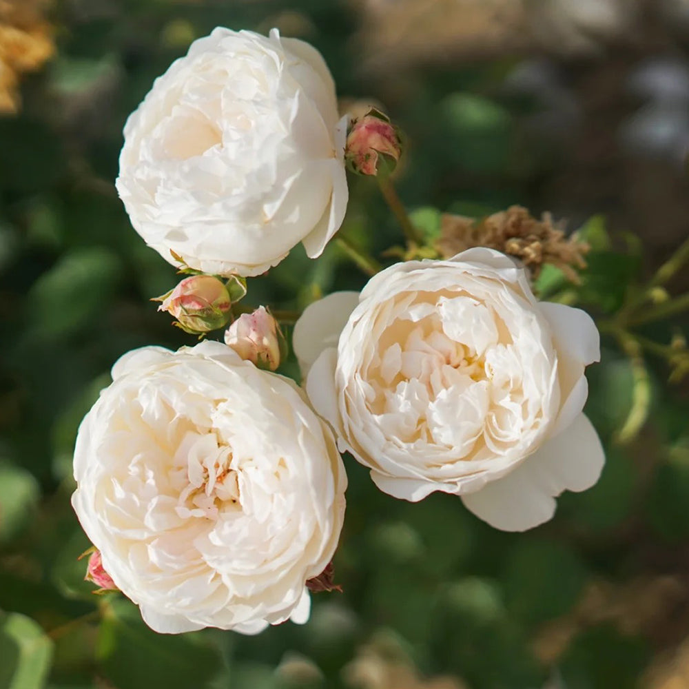 Glamis Castle English Florist Shrub Rose