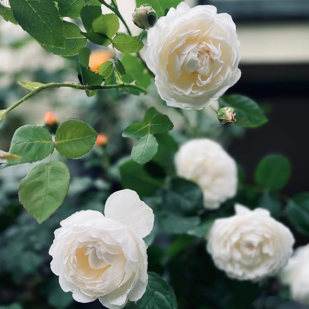 Glamis Castle English Florist Shrub Rose