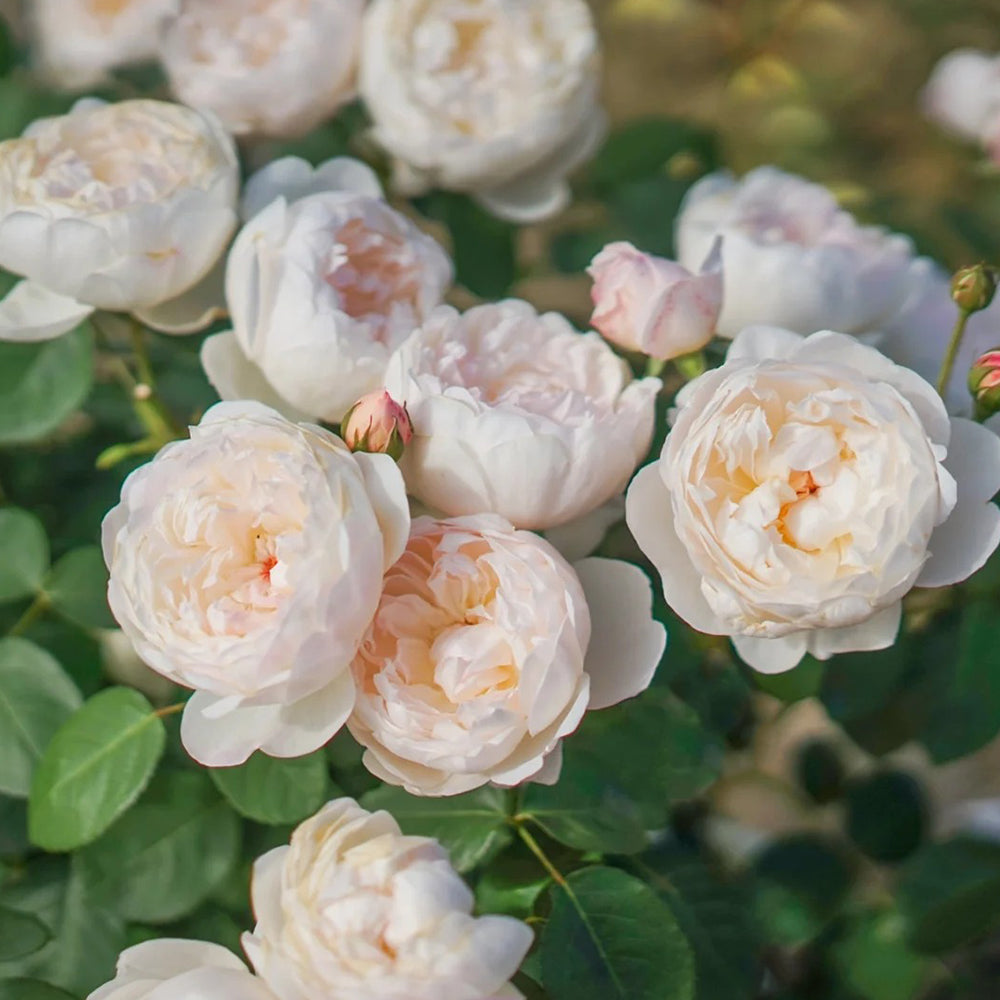 Glamis Castle English Florist Shrub Rose