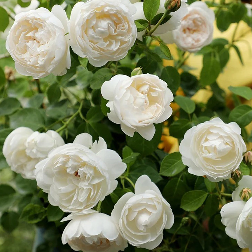 Glamis Castle English Florist Shrub Rose