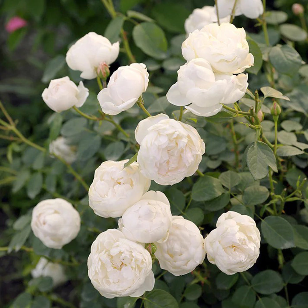 Glamis Castle English Florist Shrub Rose