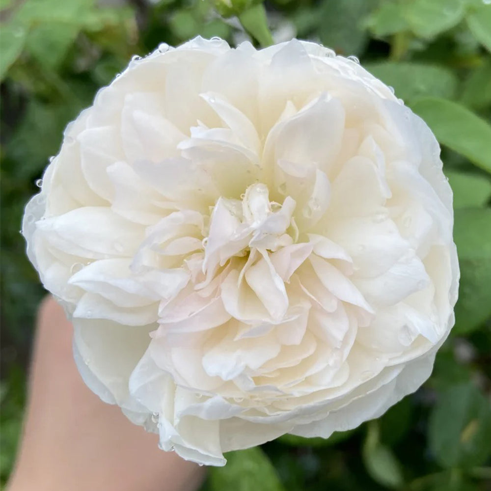 Glamis Castle English Florist Shrub Rose