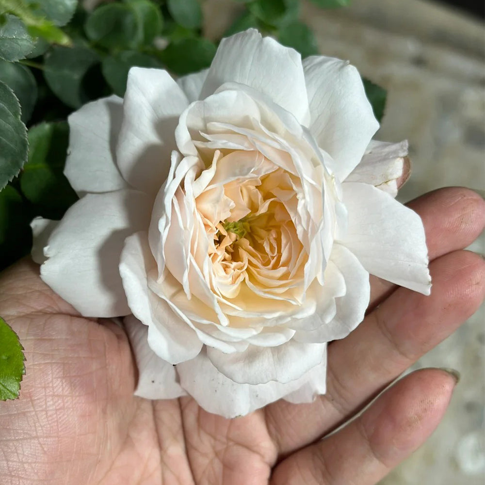 Glamis Castle English Florist Shrub Rose