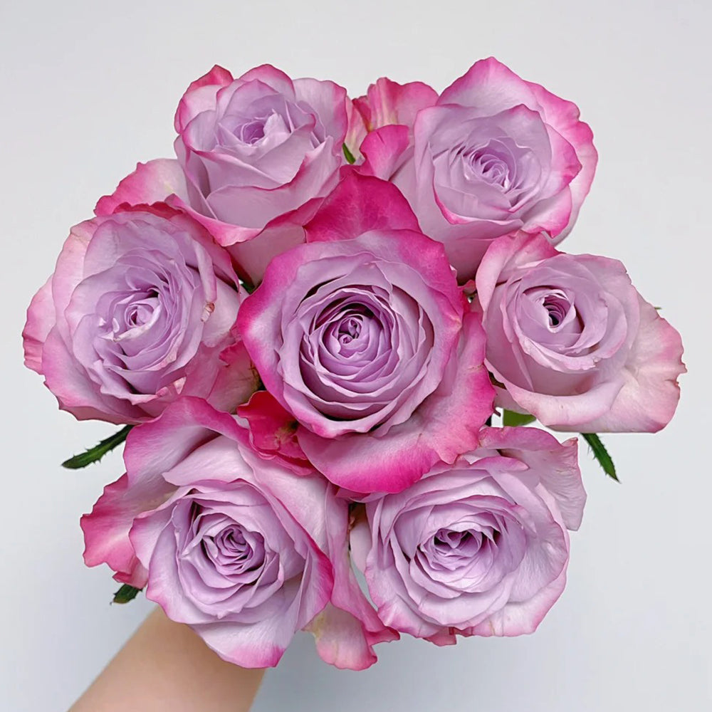 Glamorous Netherlands Florist Shrub Rose