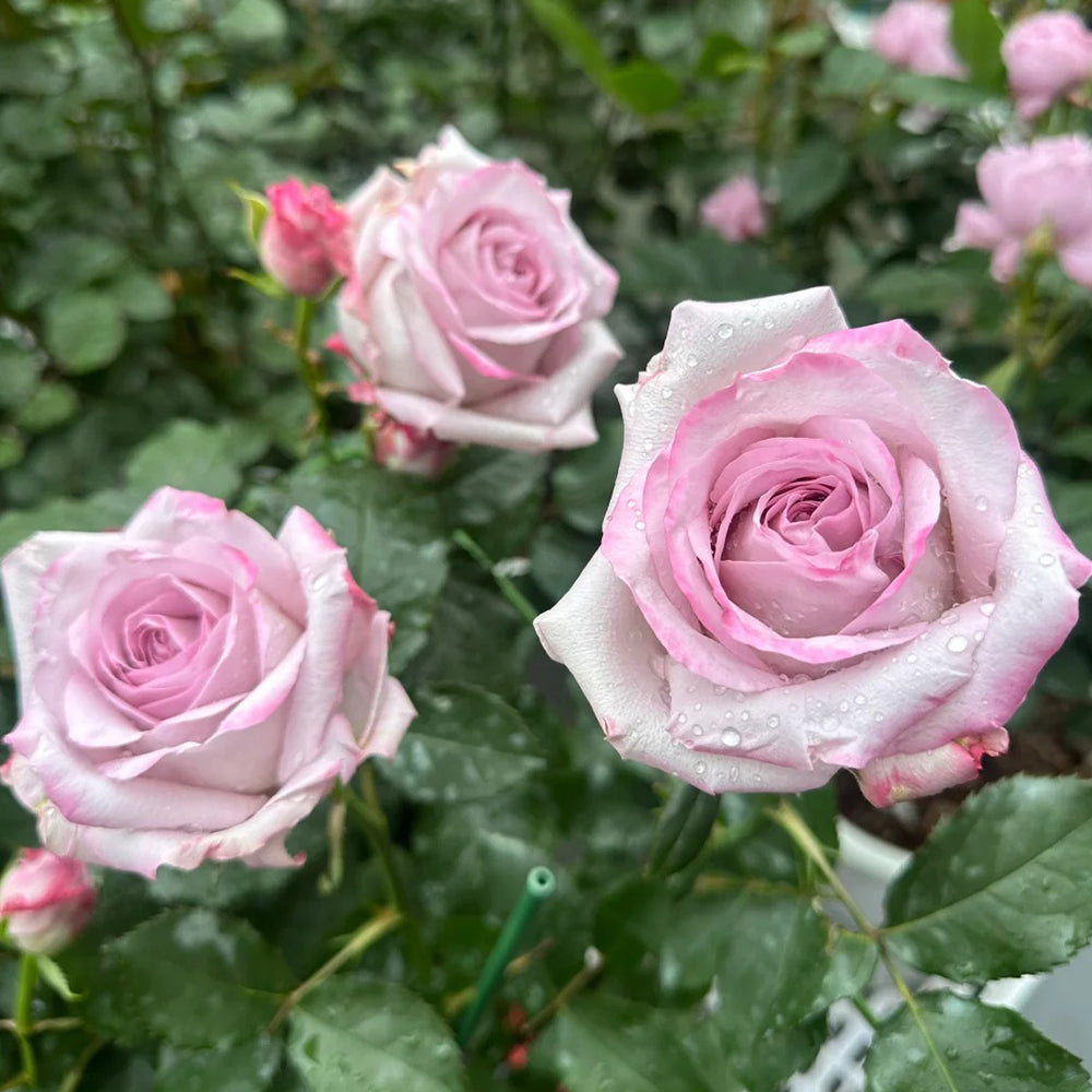 Glamorous Dutch Florist Shrub Rose – Highgarden Roses