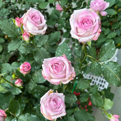 Glamorous Netherlands Florist Shrub Rose