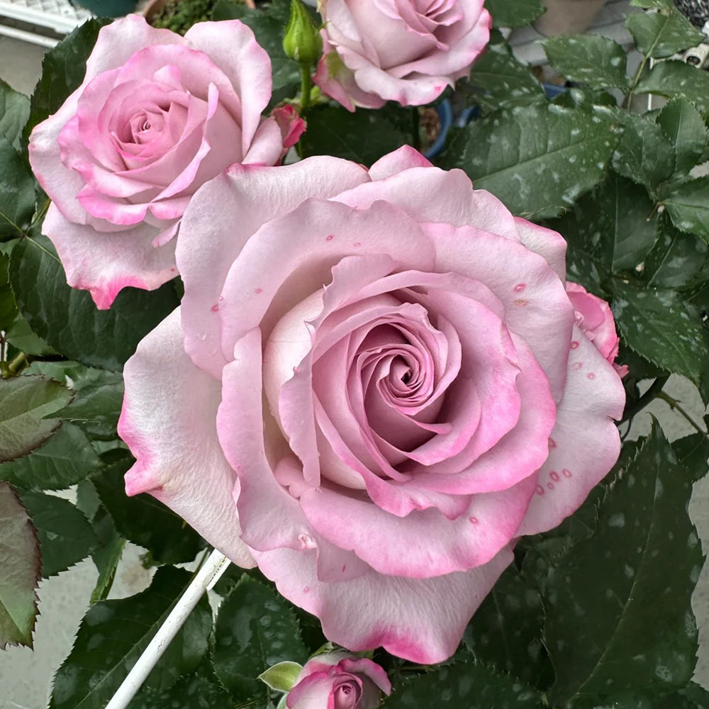 Glamorous Netherlands Florist Shrub Rose