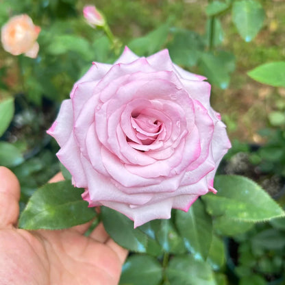 Glamorous Netherlands Florist Shrub Rose