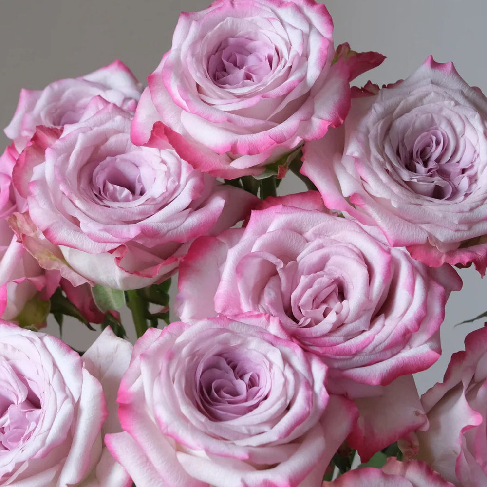 Glamorous Dutch Florist Shrub Rose – Highgarden Roses
