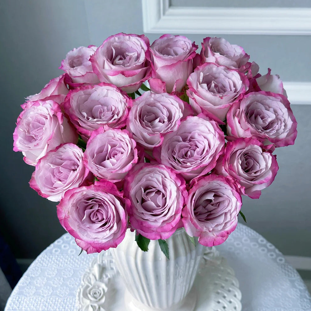 Grobe Roses Glamorous Dutch Florist Shrub Rose – Highgarden Roses