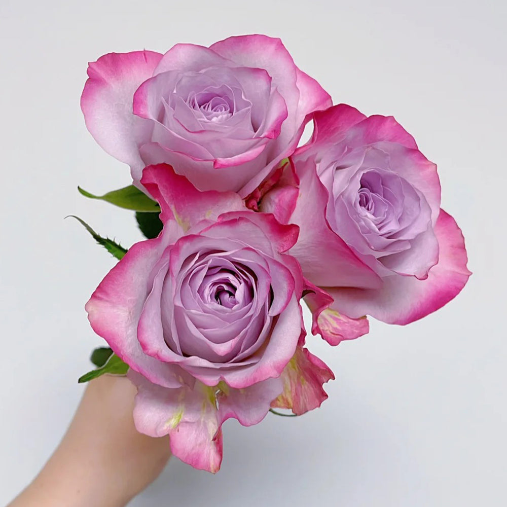 Glamorous Dutch Florist Shrub Rose – Highgarden Roses