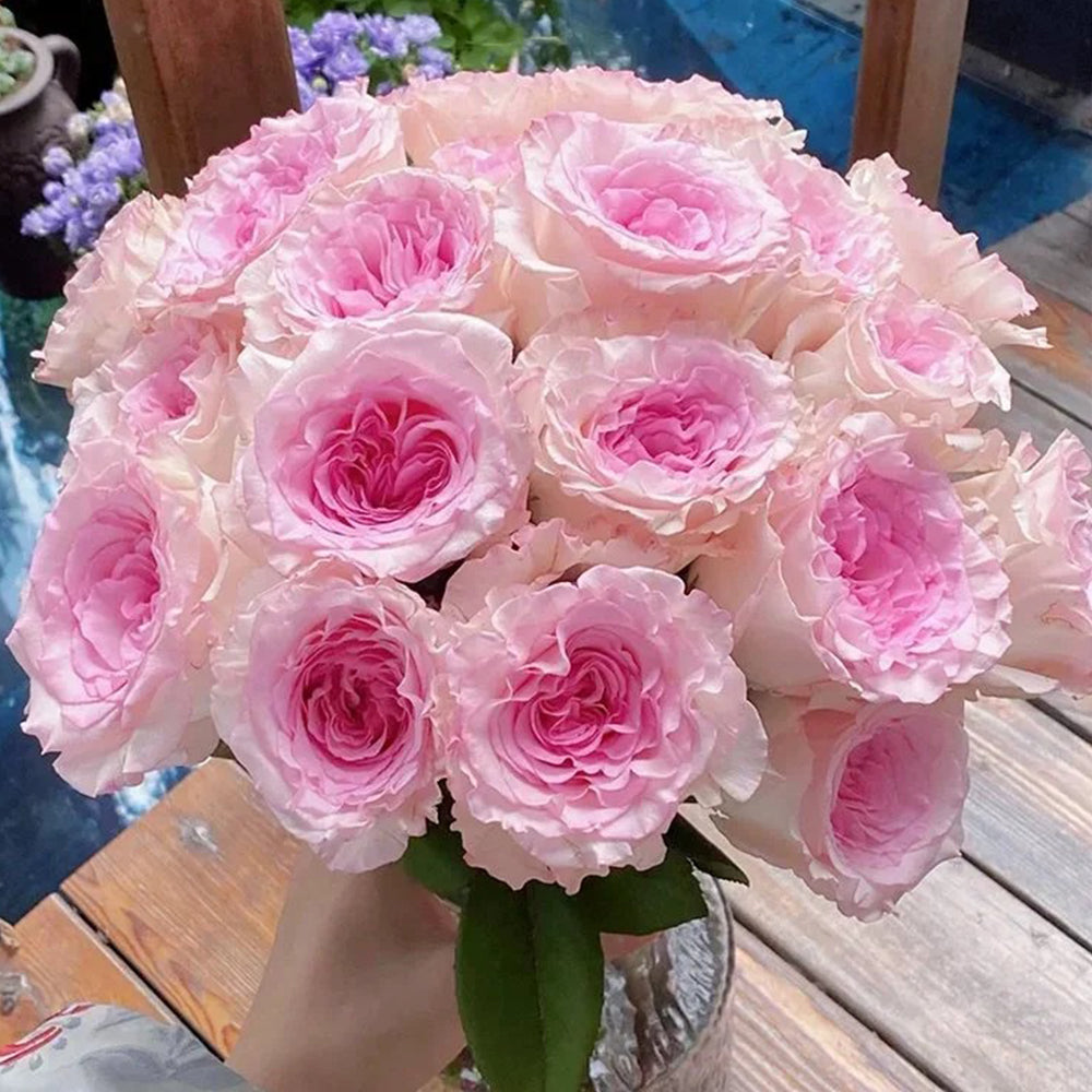 Goddess of Luo River Kenya Florist Shrub Rose – Highgarden Roses