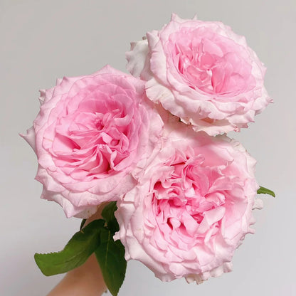 Goddess of the Luo River Kenya Florist Shrub Rose