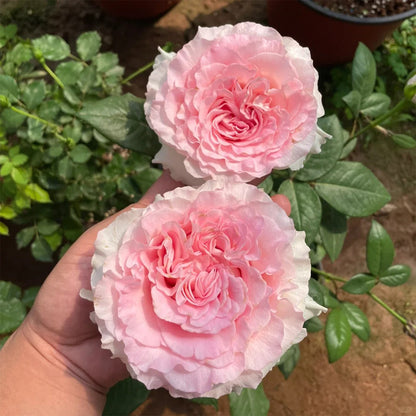 Goddess of the Luo River Kenya Florist Shrub Rose