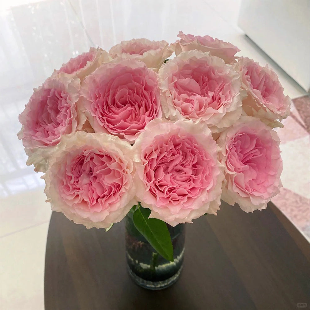 Goddess of the Luo River Kenya Florist Shrub Rose