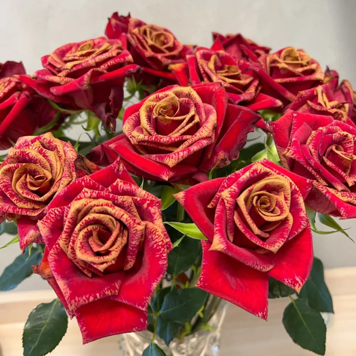 Goddess of the Fire Florist Shrub Rose