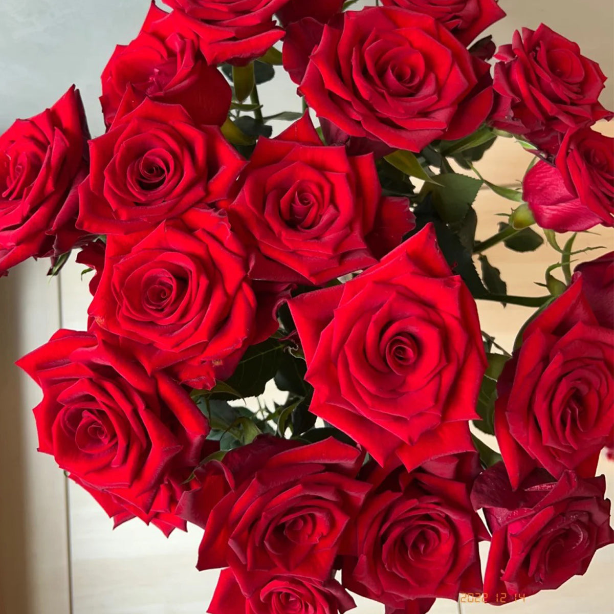 Goddess of the Fire Florist Shrub Rose