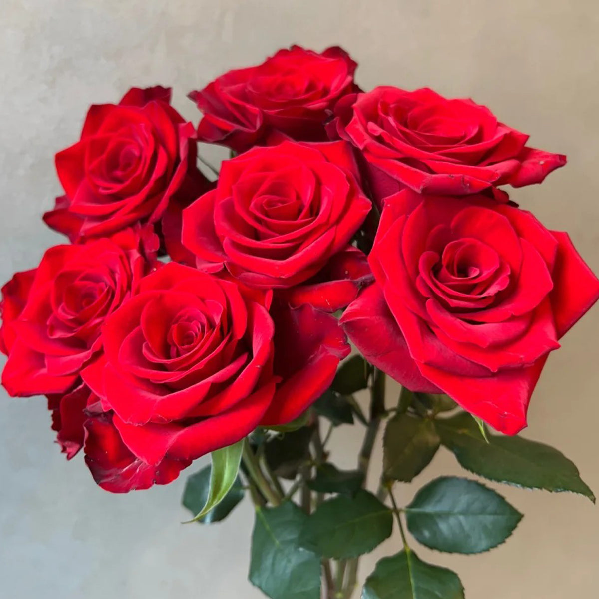Goddess of the Fire Florist Shrub Rose