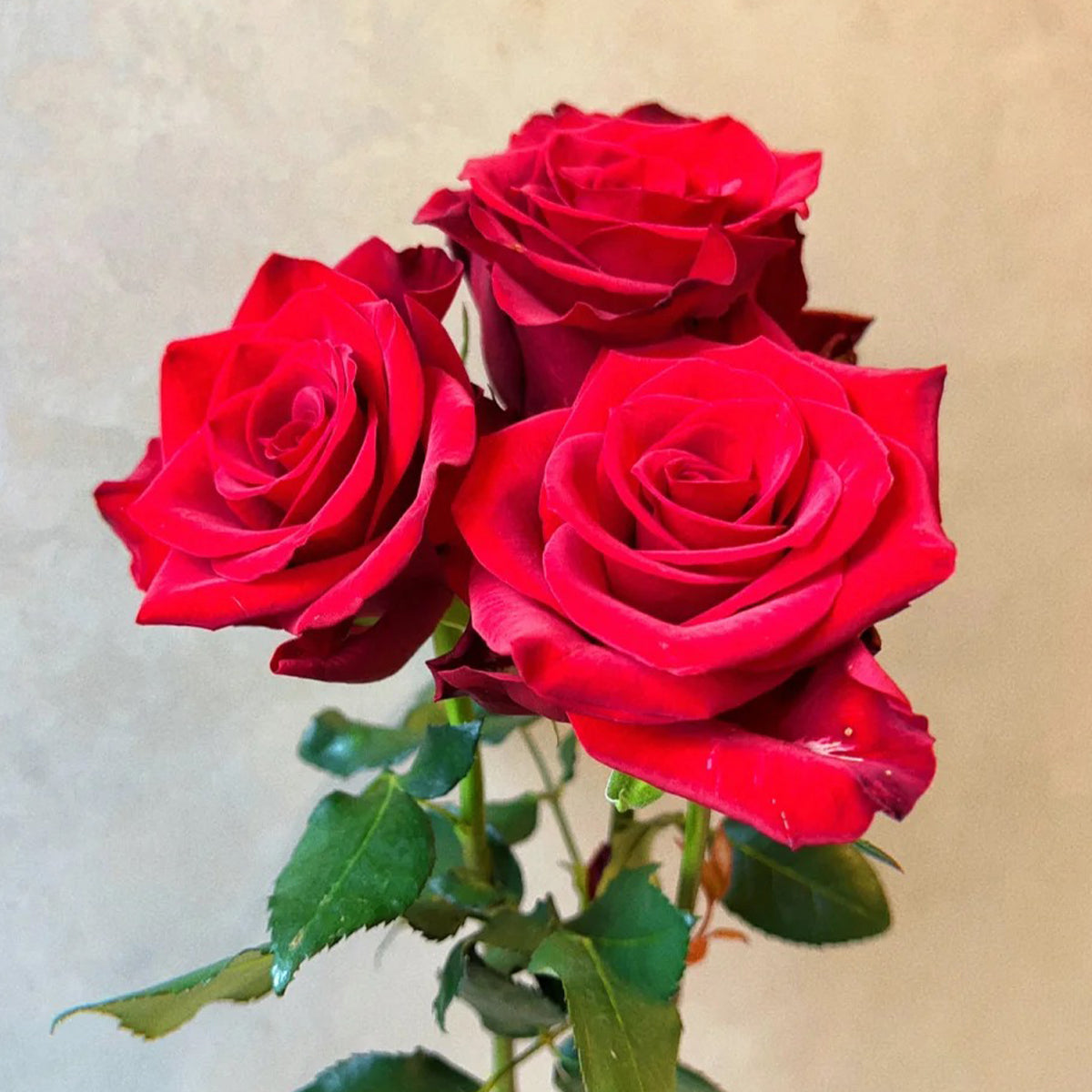 Goddess of the Fire Florist Shrub Rose