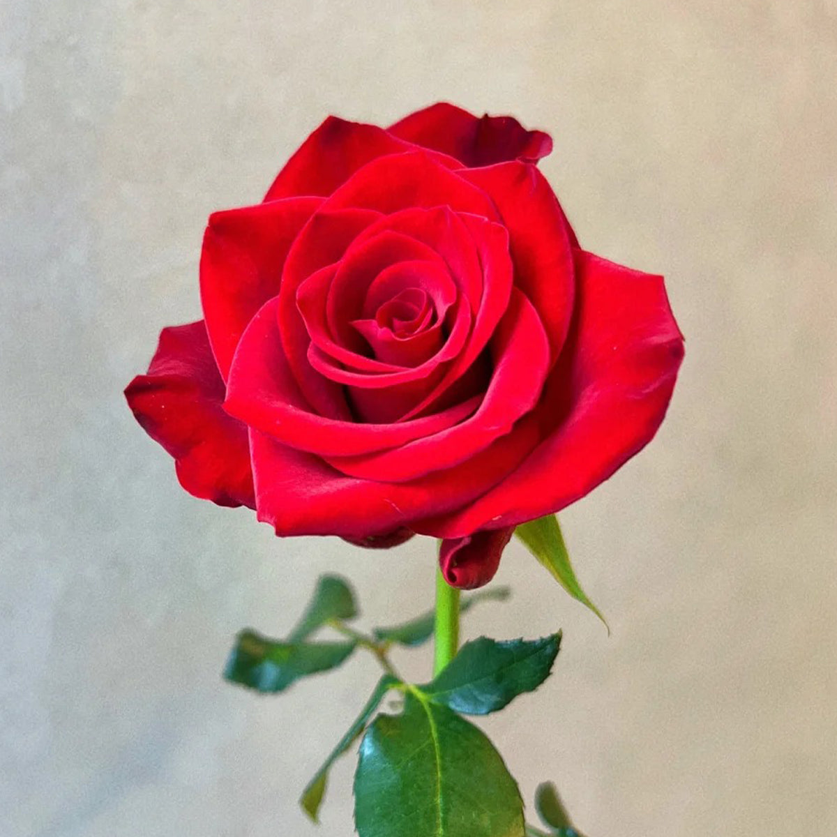 Goddess of the Fire Florist Shrub Rose