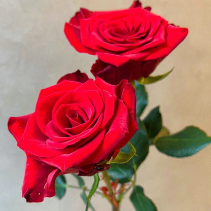 Goddess of the Fire Florist Shrub Rose