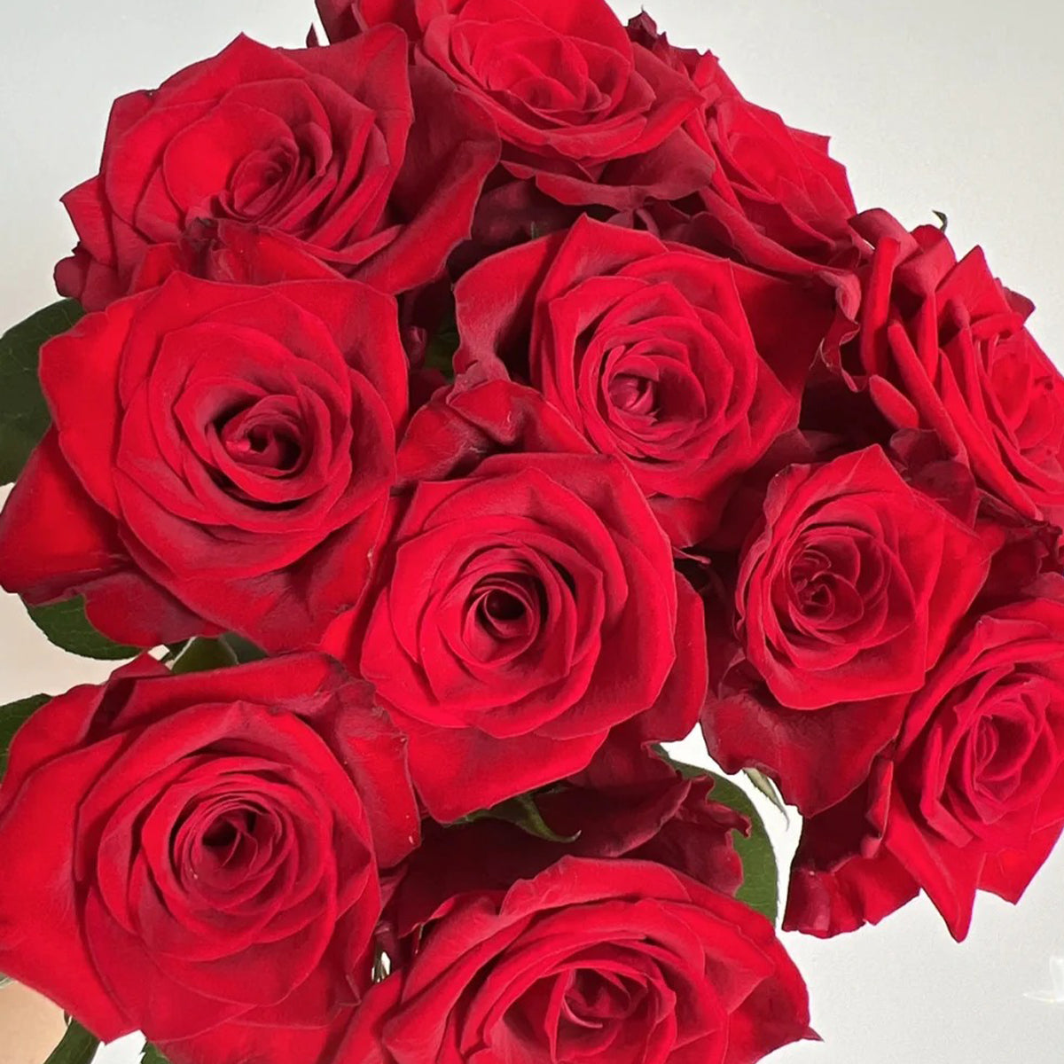 Goddess of the Fire Florist Shrub Rose