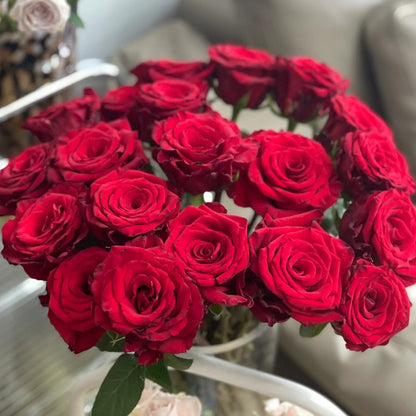 Goddess of the Fire Florist Shrub Rose