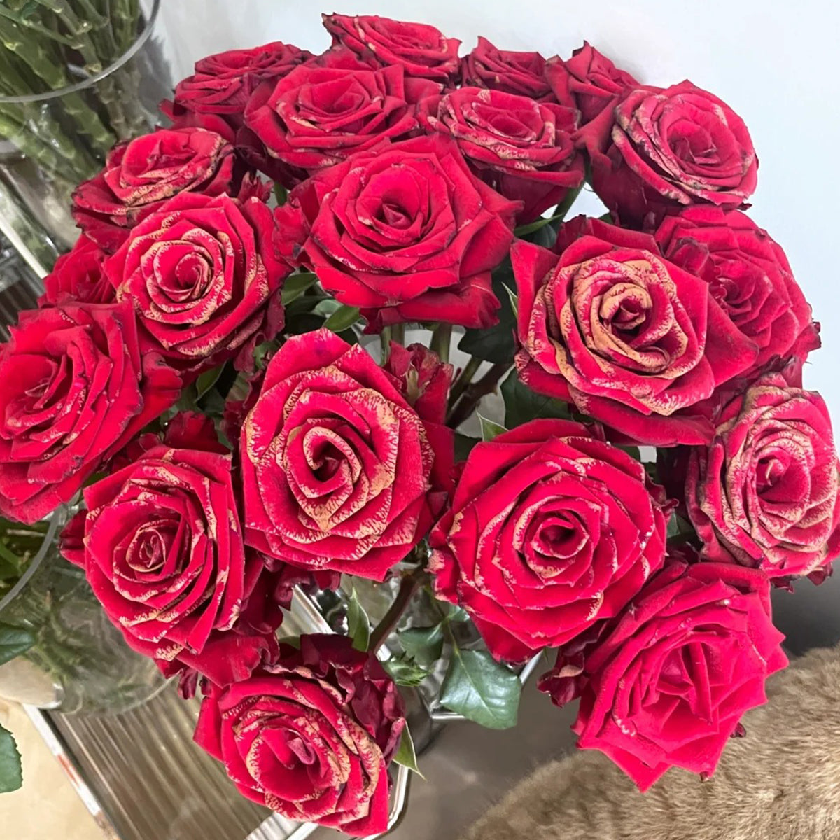 Goddess of the Fire Florist Shrub Rose
