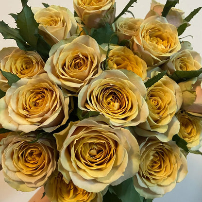 Golden Mustard Netherland Florist Shrub Rose