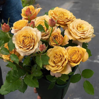 Golden Mustard Netherland Florist Shrub Rose