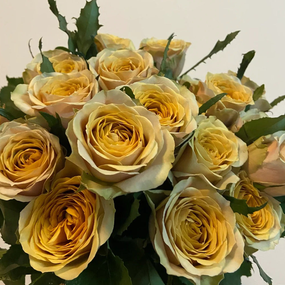 Golden Mustard Netherland Florist Shrub Rose