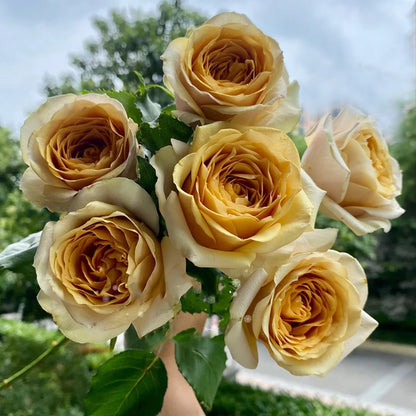 Golden Mustard Netherland Florist Shrub Rose