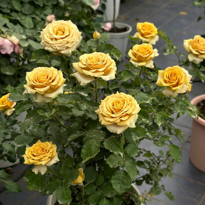 Golden Mustard Netherland Florist Shrub Rose