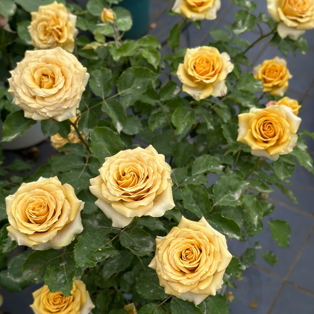 Golden Mustard Netherland Florist Shrub Rose