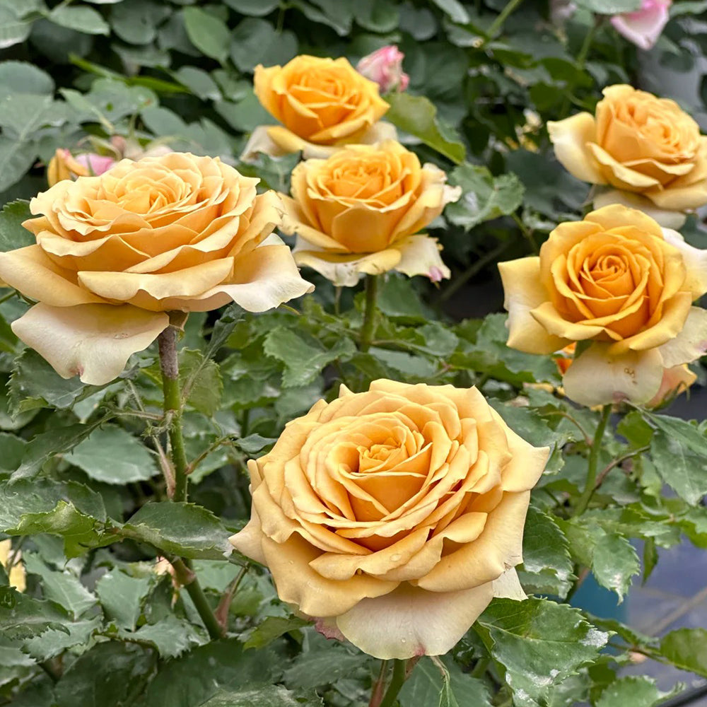 Golden Mustard Netherland Florist Shrub Rose