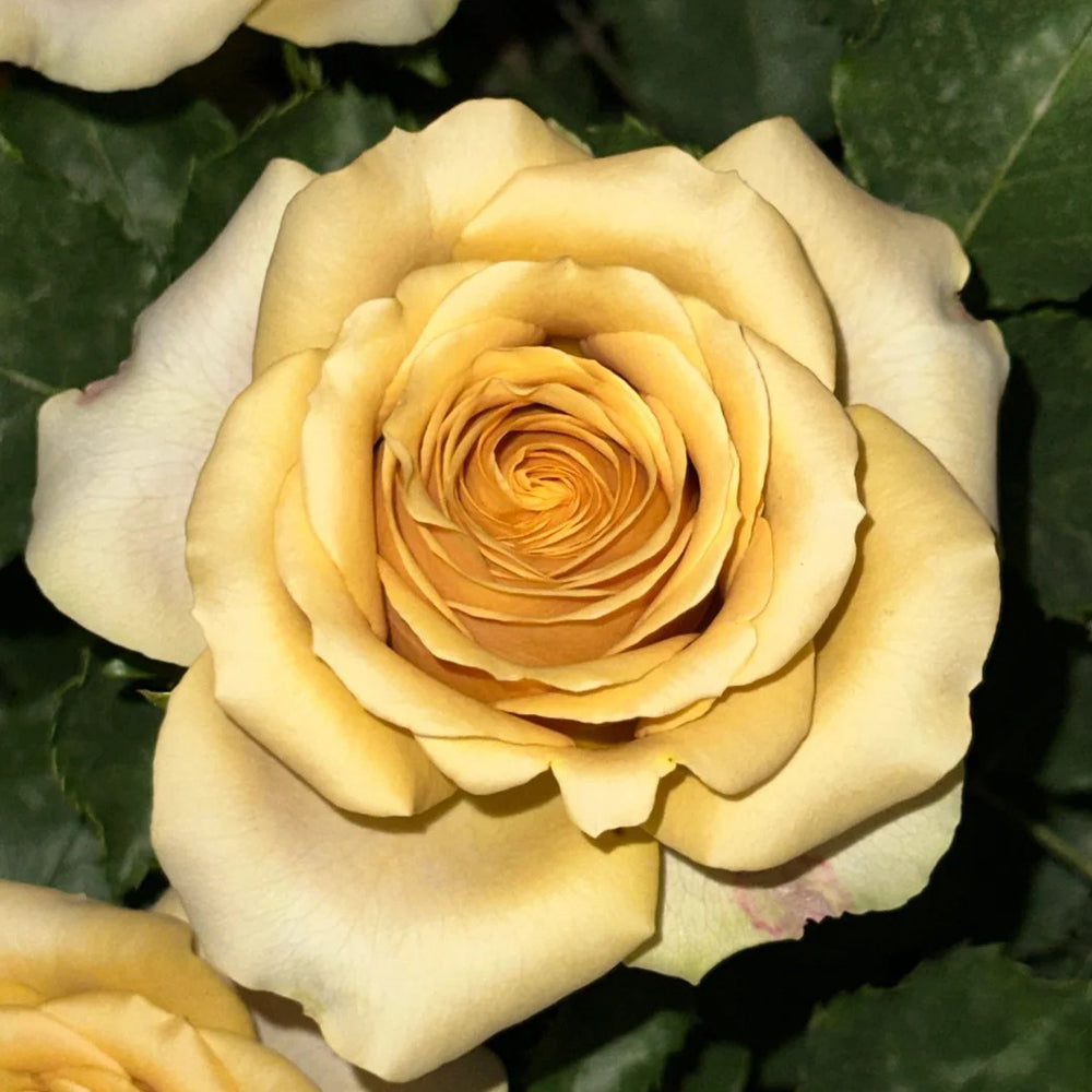 Golden Mustard Netherland Florist Shrub Rose