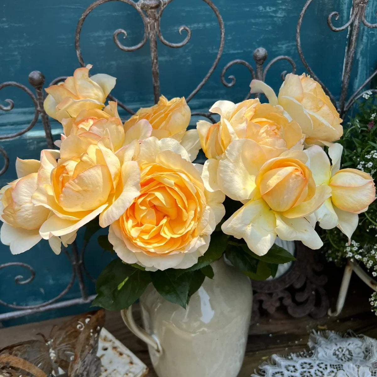 Golden Yves Piaget French Florist Shrub Rose