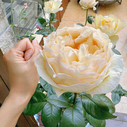 Golden Yves Piaget French Florist Shrub Rose
