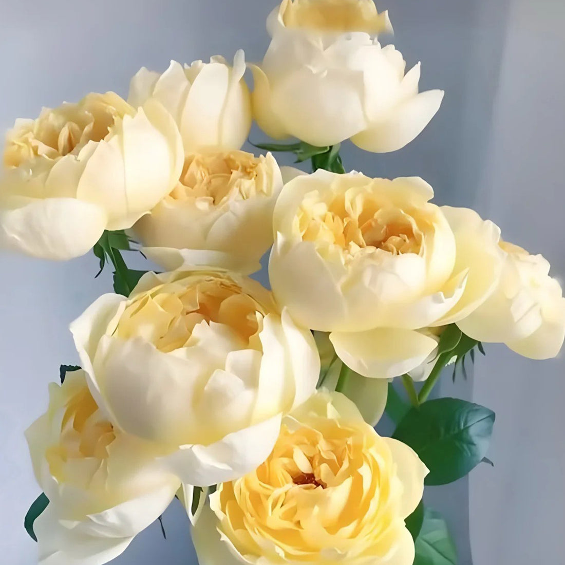 Golden Yves Piaget French Florist Shrub Rose