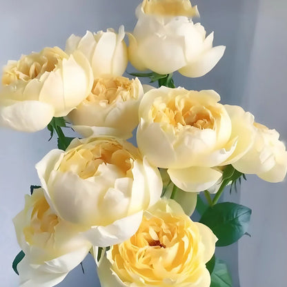Golden Yves Piaget French Florist Shrub Rose