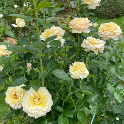 Golden Yves Piaget French Florist Shrub Rose