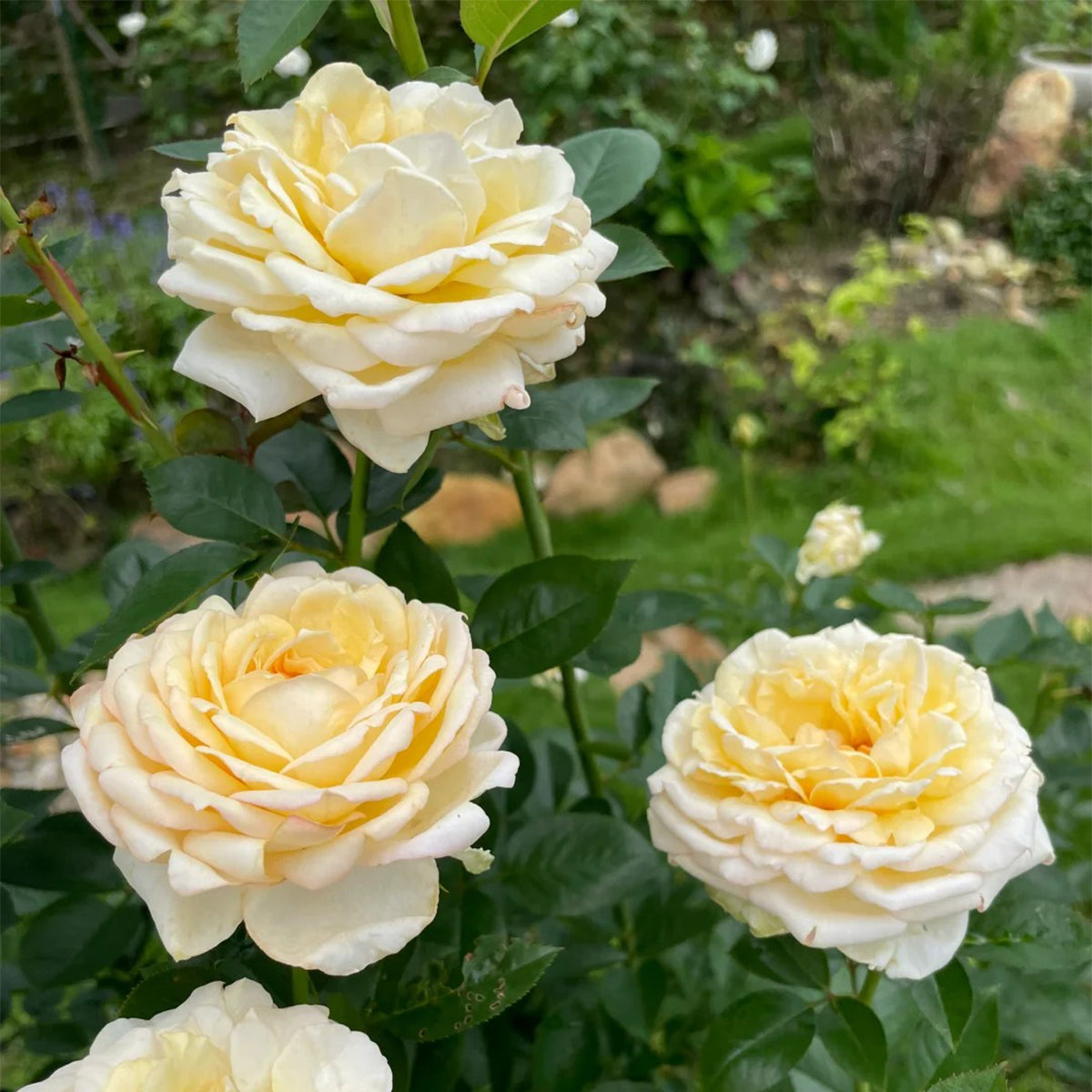 Golden Yves Piaget French Florist Shrub Rose