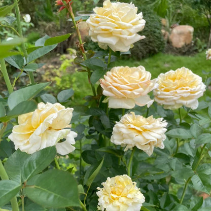 Golden Yves Piaget French Florist Shrub Rose