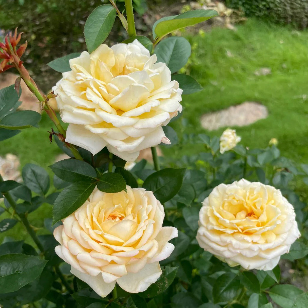 Golden Yves Piaget French Florist Shrub Rose
