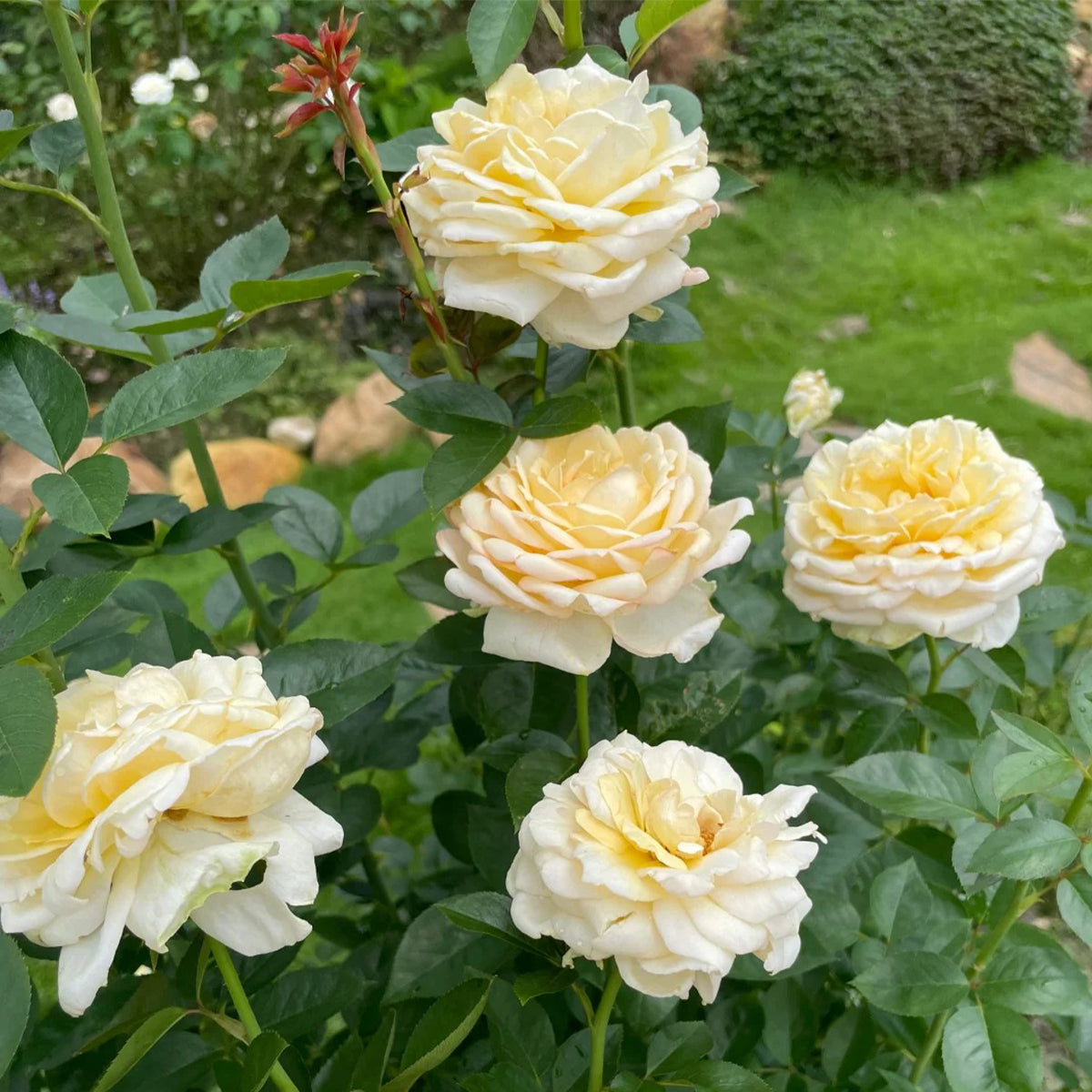 Golden Yves Piaget French Florist Shrub Rose
