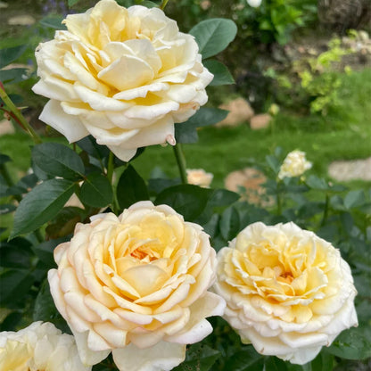 Golden Yves Piaget French Florist Shrub Rose